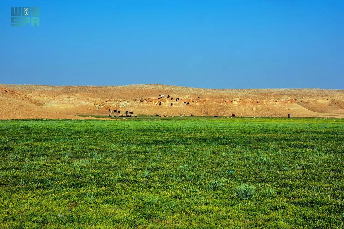 أخبار السعودية tweet media