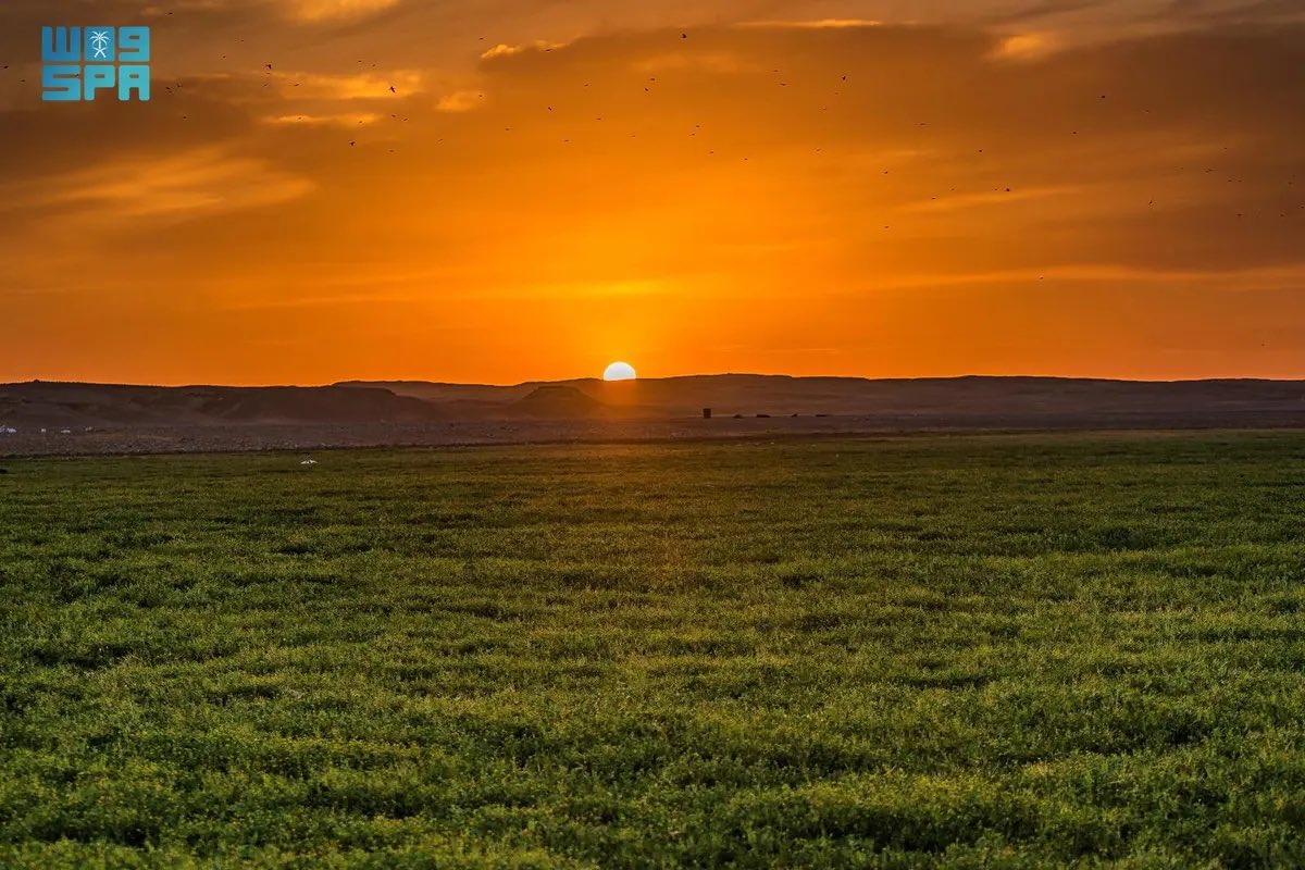 أخبار السعودية tweet media