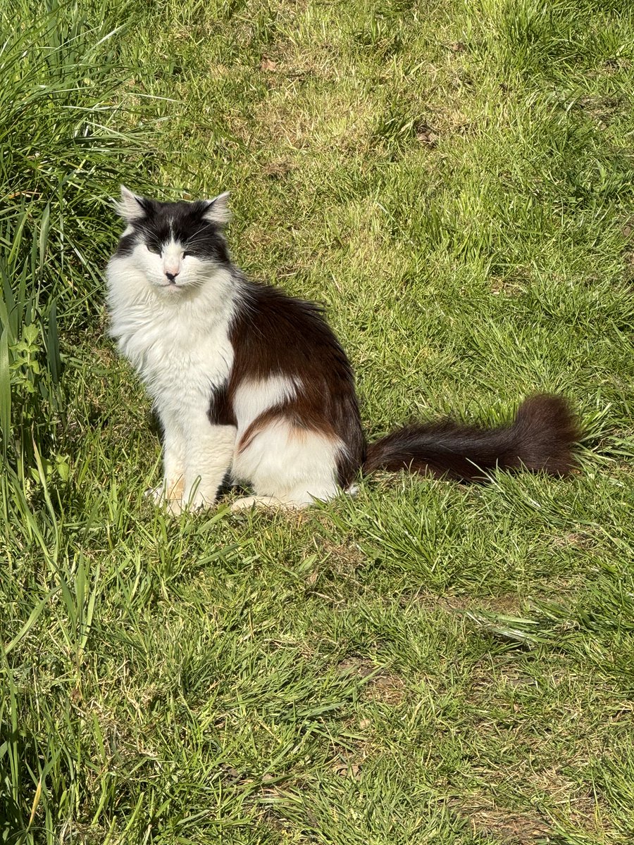 CharlesAnyan's tweet photo. Evening all. #Phyll and #Merlin would like to wish you all a very happy #Caturday ๐บ https://t.co/x6AGjXyz6u