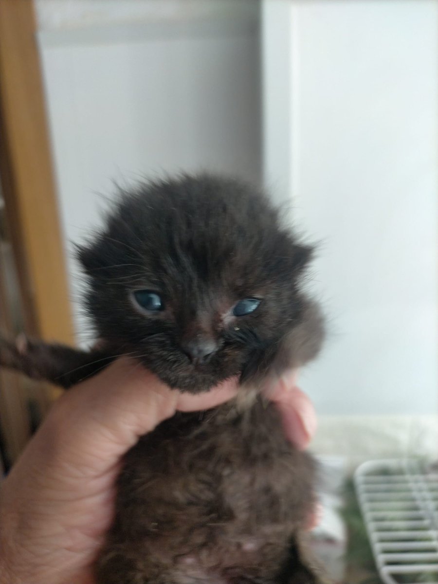 Si todo va bien ya solo nos quedará esta mijita por ser adoptada. Es una quejica pero a la vez no para de ronronear 🥰