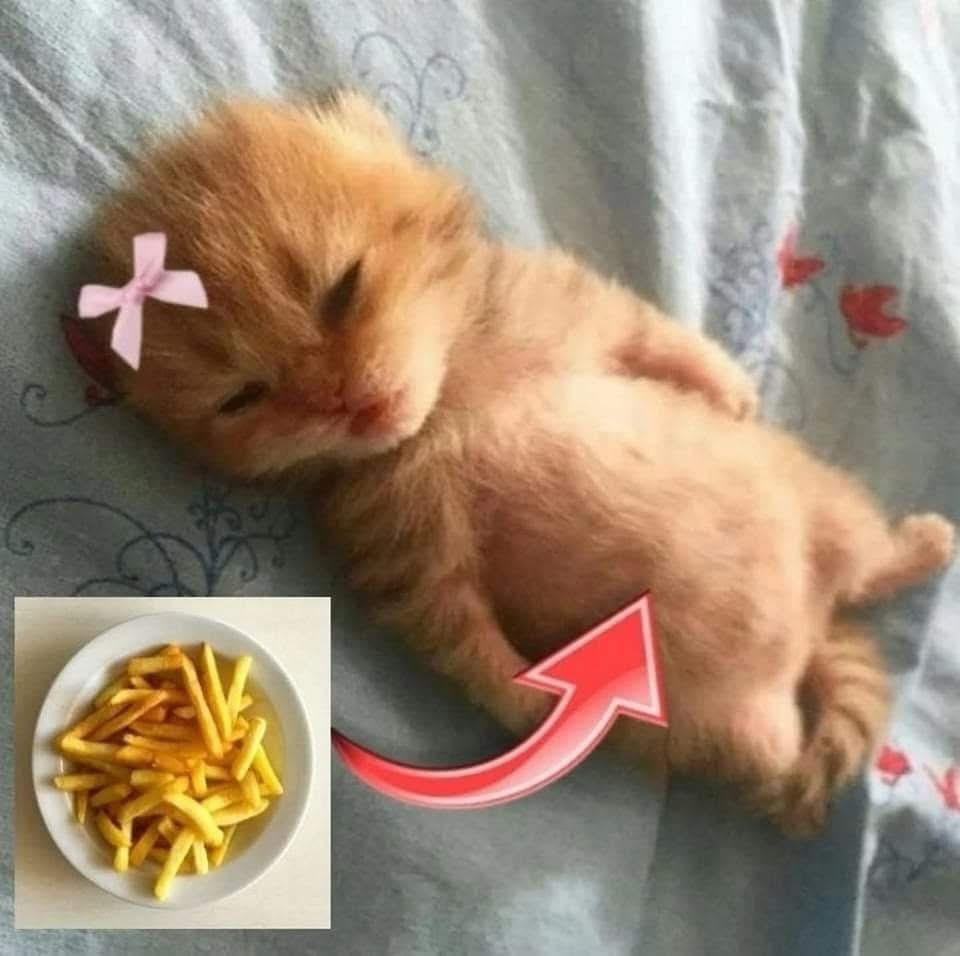 Catsillyness's tweet photo. She is full https://t.co/T7uJXELszJ