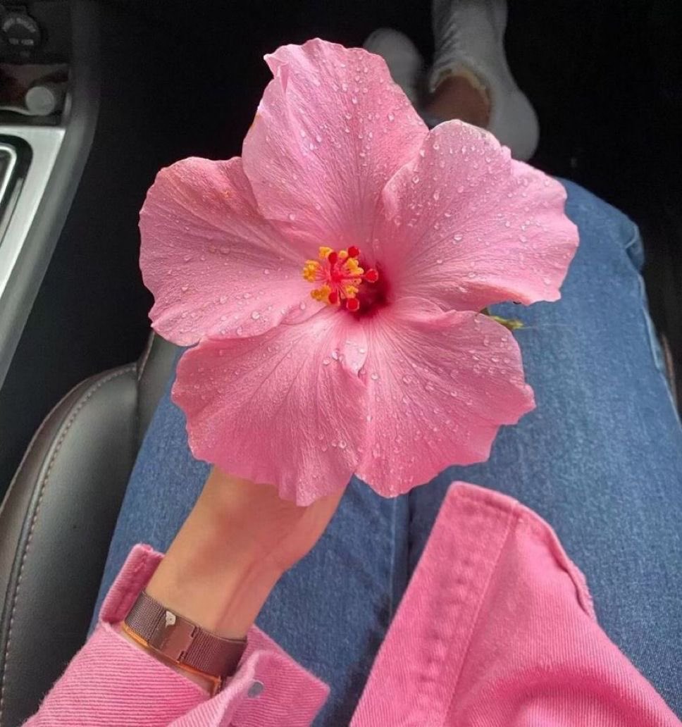 Pink hibiscus 🌺
