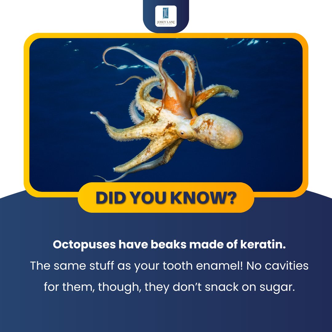 JoseyLane1's tweet photo. Did you know? Octopuses have beaks made of keratin, the same material as your tooth enamel. Unlike octopuses, our enamel can face cavities from sugar, so maintain its strength with regular brushing and flossing for a healthy smile. https://t.co/kS4IcAcNDq