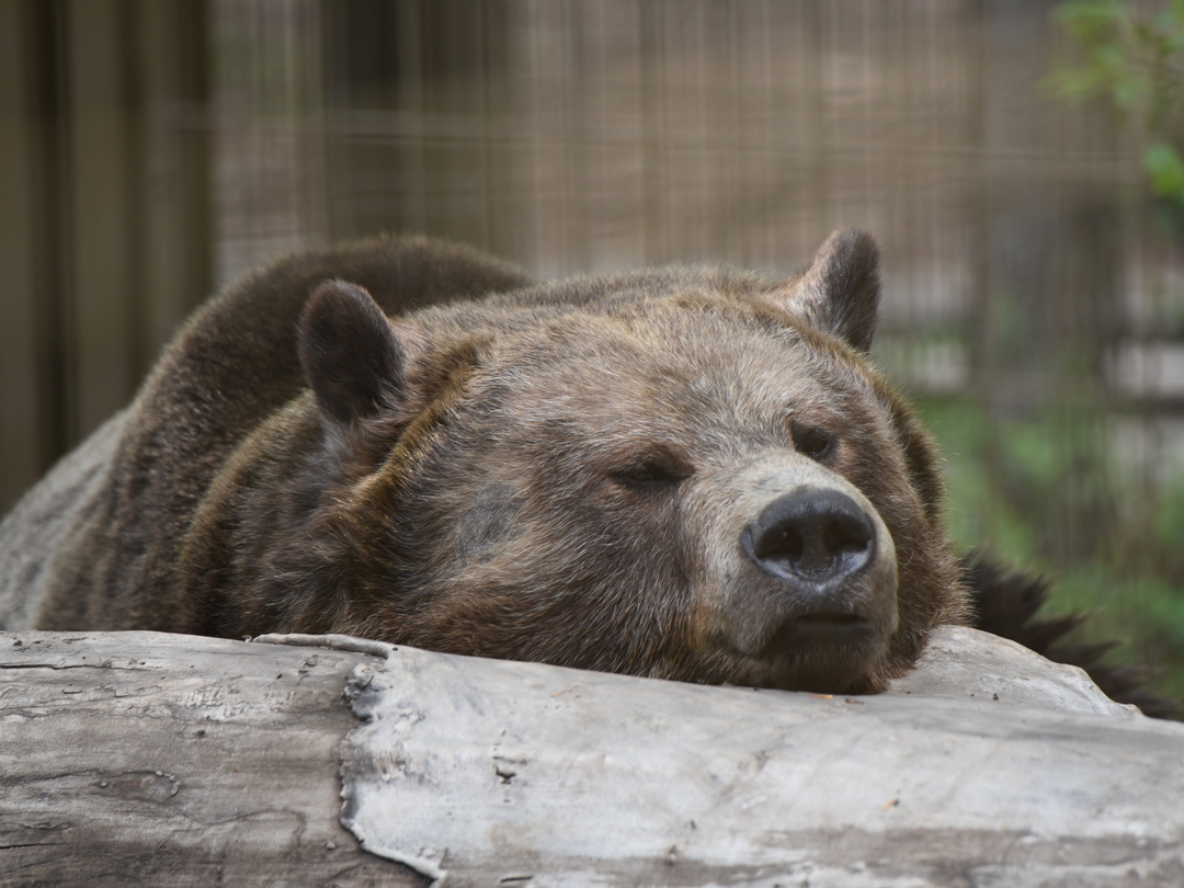 calgaryzoo's tweet photo. As #CanadianWildlifeWeek wraps up, our bear-y sleepy friends are starting to stir from their winter slumber! 🐻 Black and grizzly bears enter torpor—a lighter sleep than hibernation—so they can occasionally wake up to check the weather or defend their dens.
#YourZooYYC https://t.co/cv9qgOQqIa