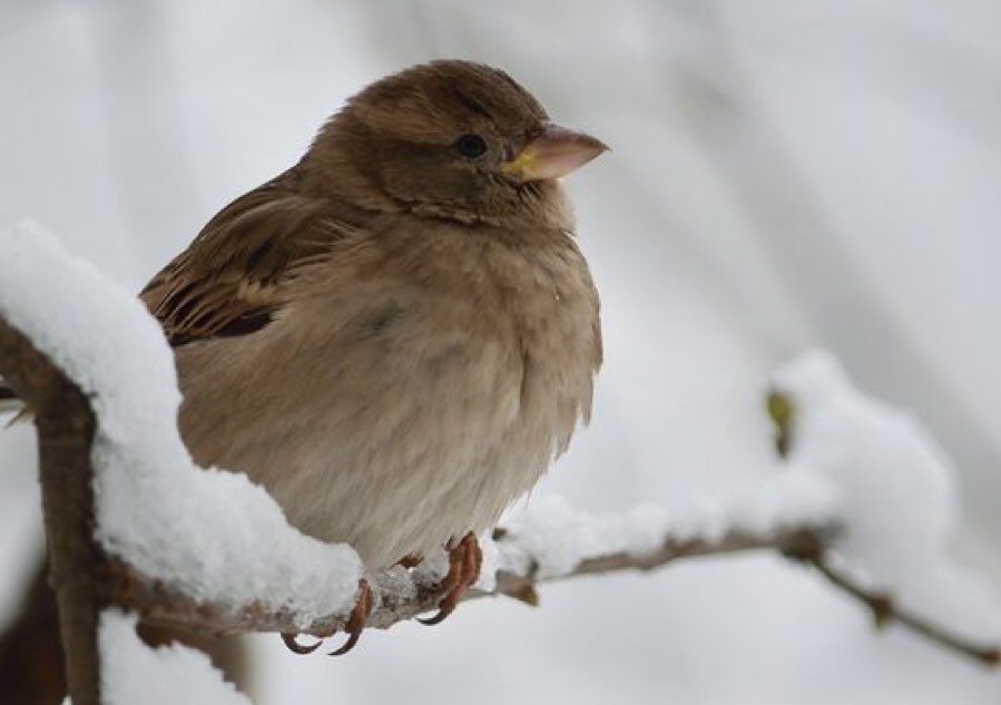 FARSÇA KOLAY BEYİTLER-375

نظری به کار  من کن که ز  دست  رفت کارم
به کَسَم مکن حواله که به جز تو کَس ندارم
(عطار، غزل ۵۲۴)