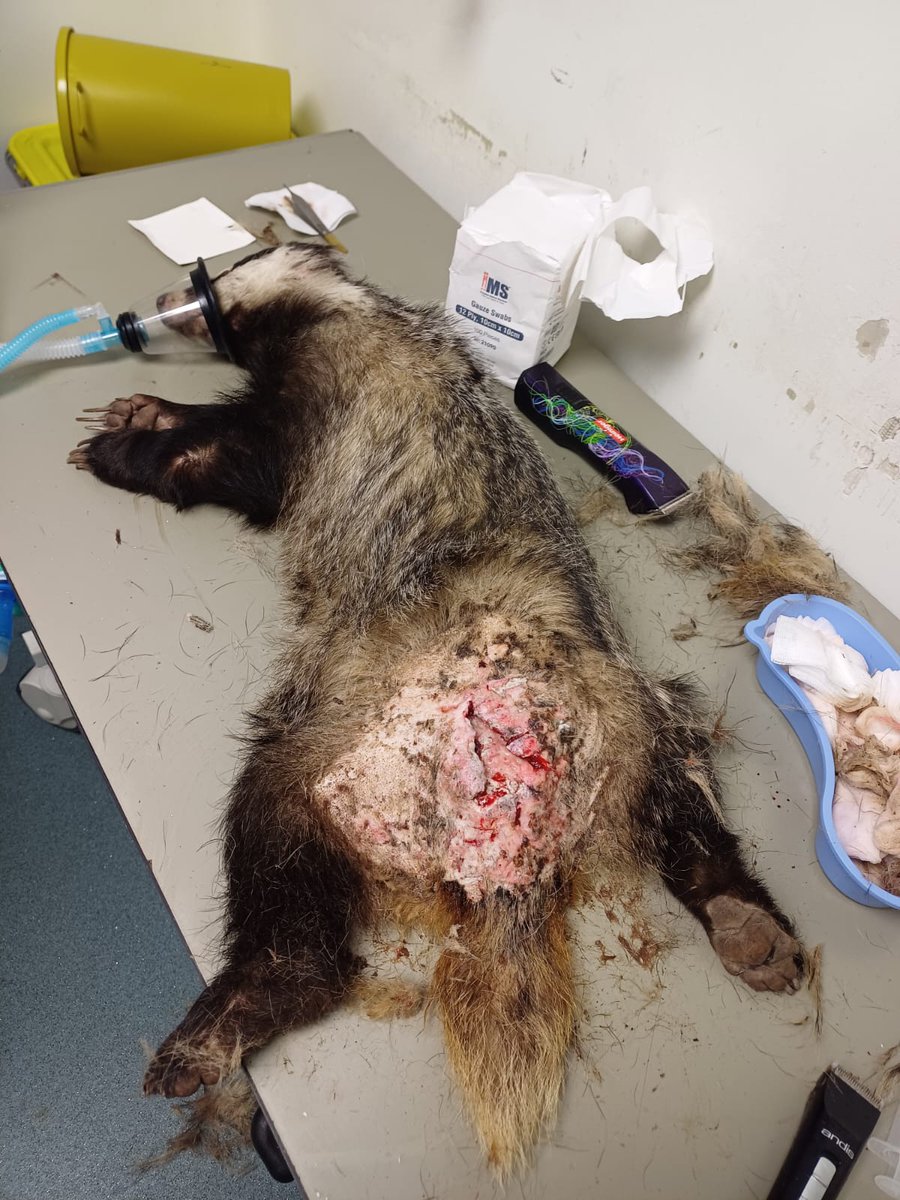 MD_badgers's tweet photo. WARNING GRAPHIC PHOTOS.This is Crofty who has stolen all of our hearts, after we have put in lots of care looking after his injuries. All donations help us carry on with our work 🙏 
Here's our PayPal link:
https://t.co/1cdNRH1HS1
And our GoFundMe page:
https://t.co/BKBlHq0VZb https://t.co/dnFj2zZvxs