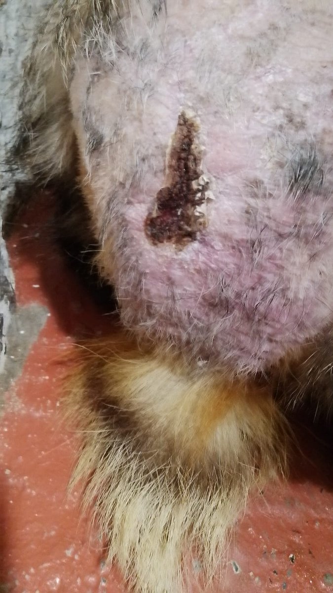 MD_badgers's tweet photo. WARNING GRAPHIC PHOTOS.This is Crofty who has stolen all of our hearts, after we have put in lots of care looking after his injuries. All donations help us carry on with our work 🙏 
Here's our PayPal link:
https://t.co/1cdNRH1HS1
And our GoFundMe page:
https://t.co/BKBlHq0VZb https://t.co/dnFj2zZvxs