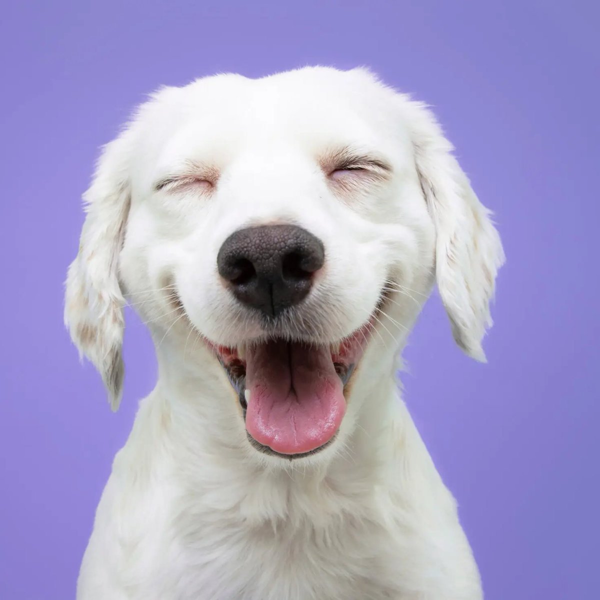 DogInity_coin's tweet photo. When you invest in $DOGINITY and your dog looks at you like this.
#1 🔗 https://t.co/auSdrBktFm
#2 🔗 https://t.co/fTqqKU84GK
#memecoin #solana #pumpfun #DOGINITY #dogsoftwitter https://t.co/4eYL3UaRLp