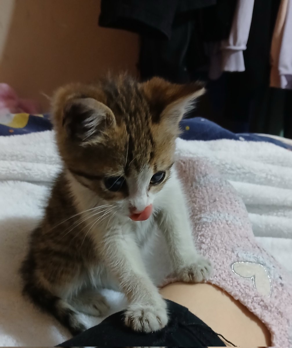 Hannah Meowtana tweet media