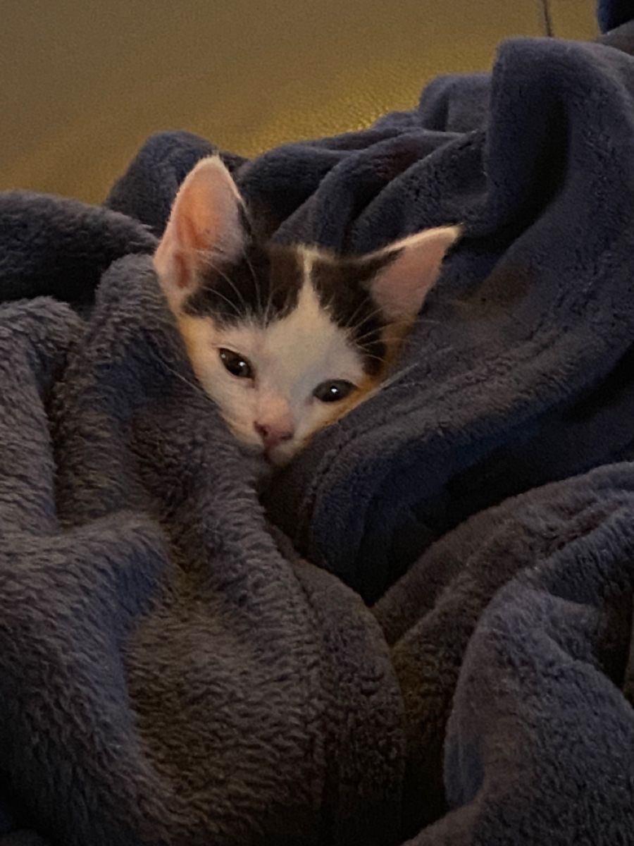 Hum_Blippo's tweet image. ii hadz loooon g dae.. i needz n ap. ..