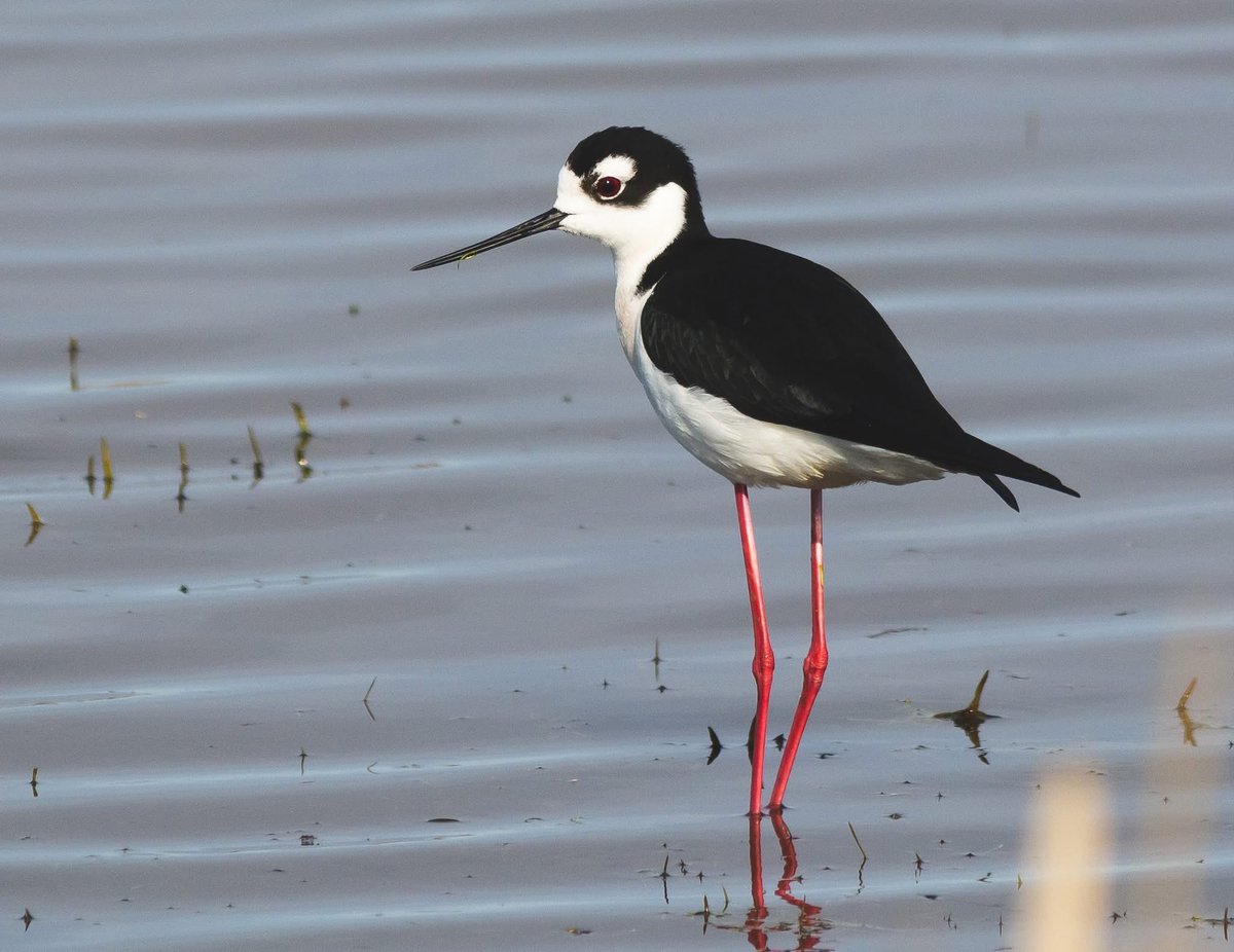 naturenickpics's tweet photo. I was excited to come across a small flock of Black-necked Stilts outside of town today. Years ago this species was a relative rarity in the province, but it seems to be establishing itself further north these days #birdwatching #birdsofalberta #yeg https://t.co/M4uP7l2Ljg