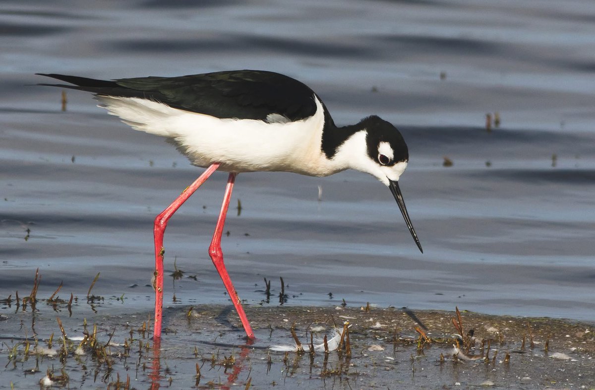naturenickpics's tweet photo. I was excited to come across a small flock of Black-necked Stilts outside of town today. Years ago this species was a relative rarity in the province, but it seems to be establishing itself further north these days #birdwatching #birdsofalberta #yeg https://t.co/M4uP7l2Ljg