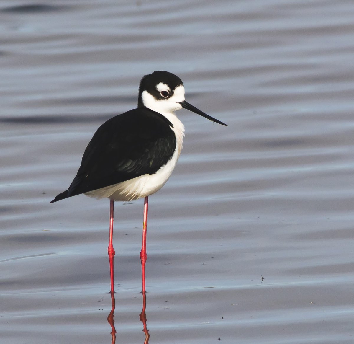 naturenickpics's tweet photo. I was excited to come across a small flock of Black-necked Stilts outside of town today. Years ago this species was a relative rarity in the province, but it seems to be establishing itself further north these days #birdwatching #birdsofalberta #yeg https://t.co/M4uP7l2Ljg