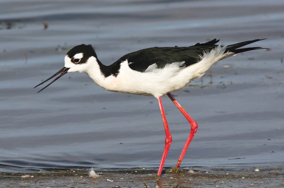 naturenickpics's tweet photo. I was excited to come across a small flock of Black-necked Stilts outside of town today. Years ago this species was a relative rarity in the province, but it seems to be establishing itself further north these days #birdwatching #birdsofalberta #yeg https://t.co/M4uP7l2Ljg