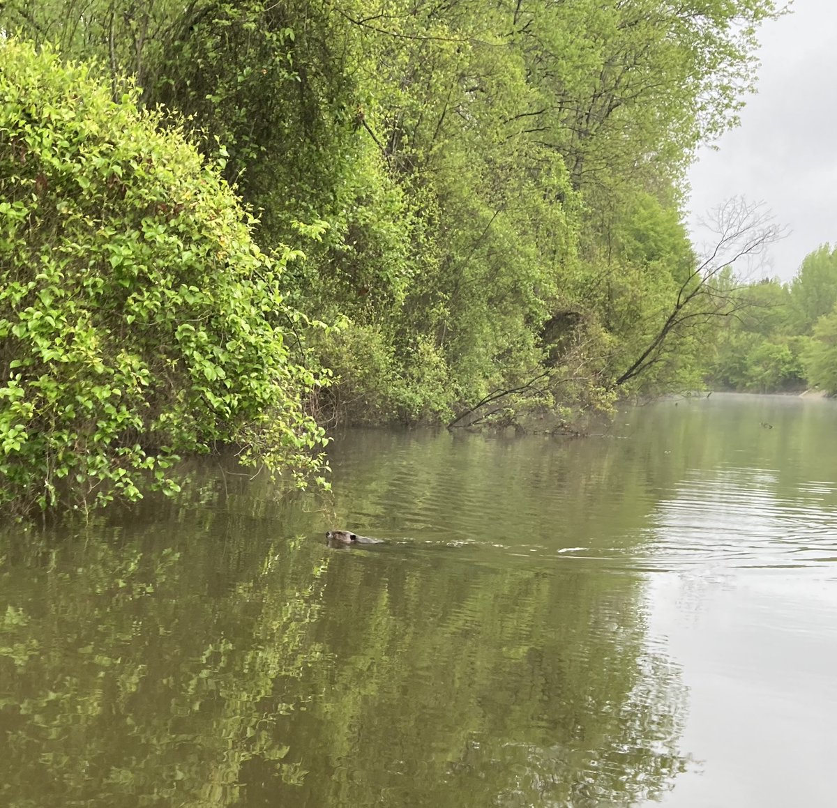 miacalva's tweet photo. Had some company today! Love to see wildlife while kayak tournament fishing, and it was a good day for it : mild, overcast and breezy.
I placed just outside the money with a small limit. Never did find any bigger bites, but I caught bass in bunches. Pre-spawn fish, too!
#CCKf https://t.co/UkoBec3Cjp