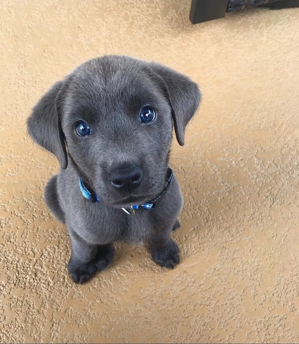 Best in Dogs tweet media