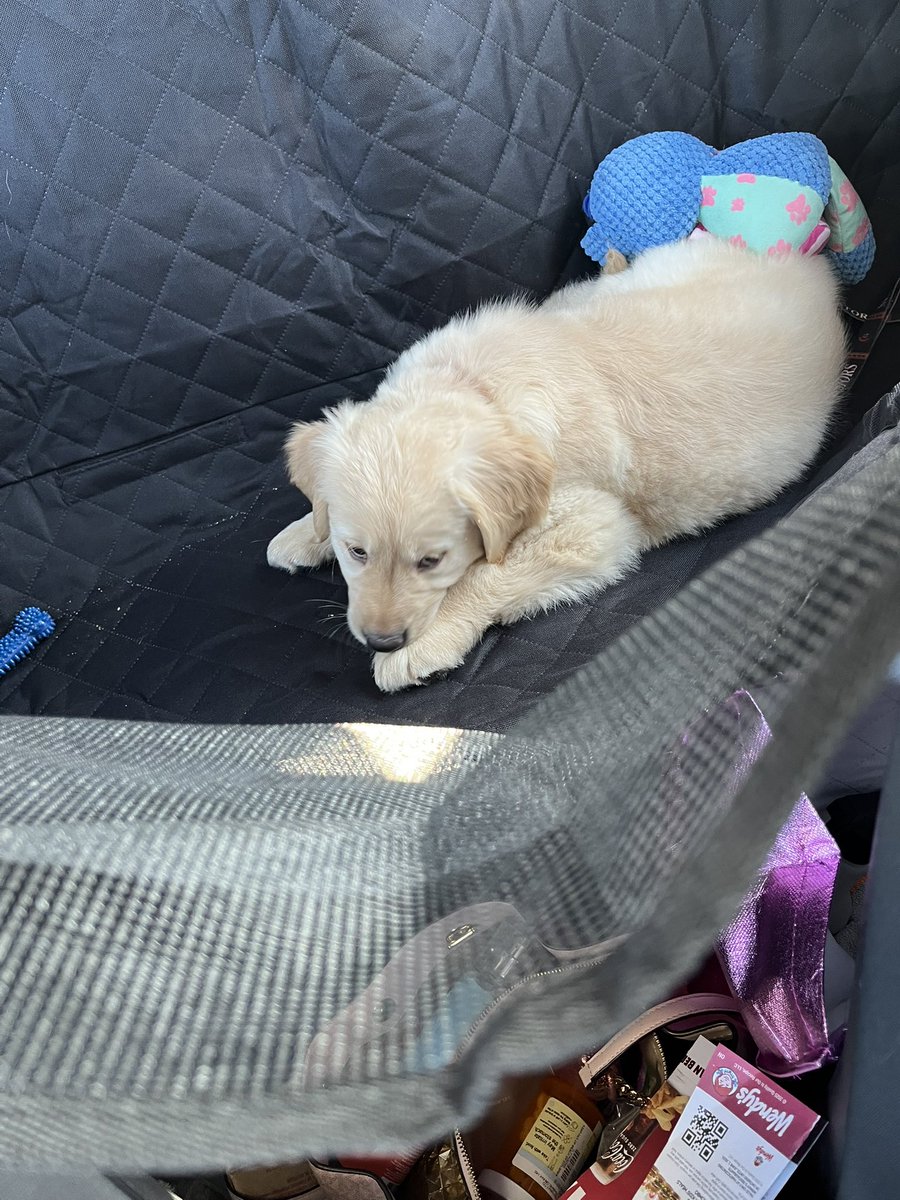 _Tyler65's tweet image. I would like to introduce everyone to the newest member of #SensArmy 

Say hello to Winston!