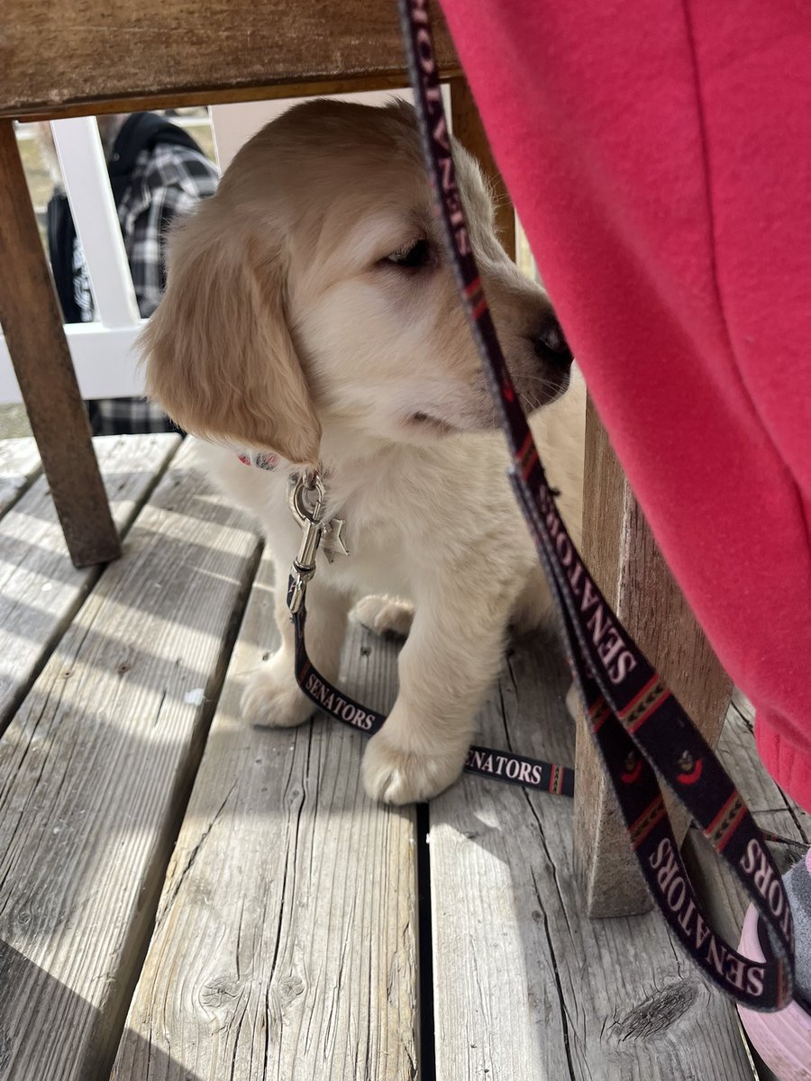 _Tyler65's tweet image. I would like to introduce everyone to the newest member of #SensArmy 

Say hello to Winston!