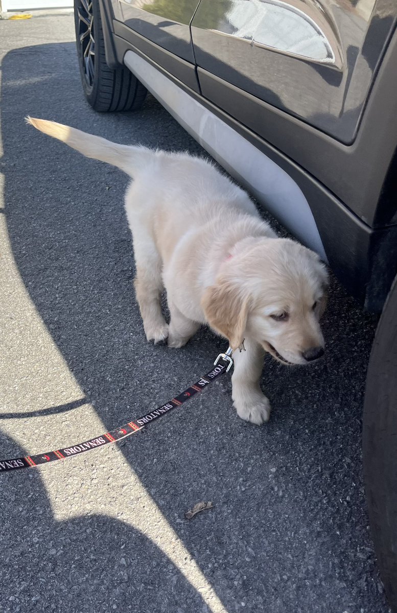 _Tyler65's tweet image. I would like to introduce everyone to the newest member of #SensArmy 

Say hello to Winston!