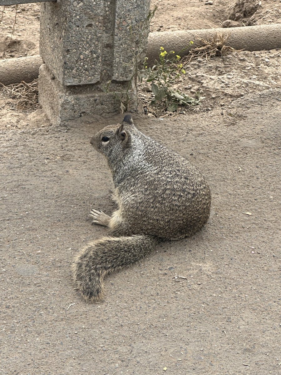 A squirrel in Santa Monica, California.
Pic: Radstads