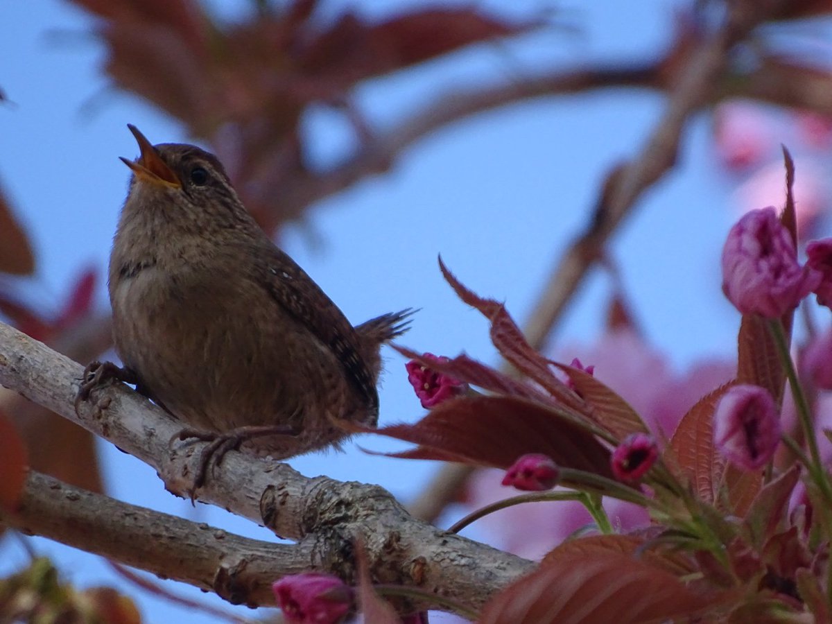 katiercp's tweet photo. @heatonmoorpark  Fabulous wren song in Heaton Moor this week. https://t.co/Pdn07tvCqU