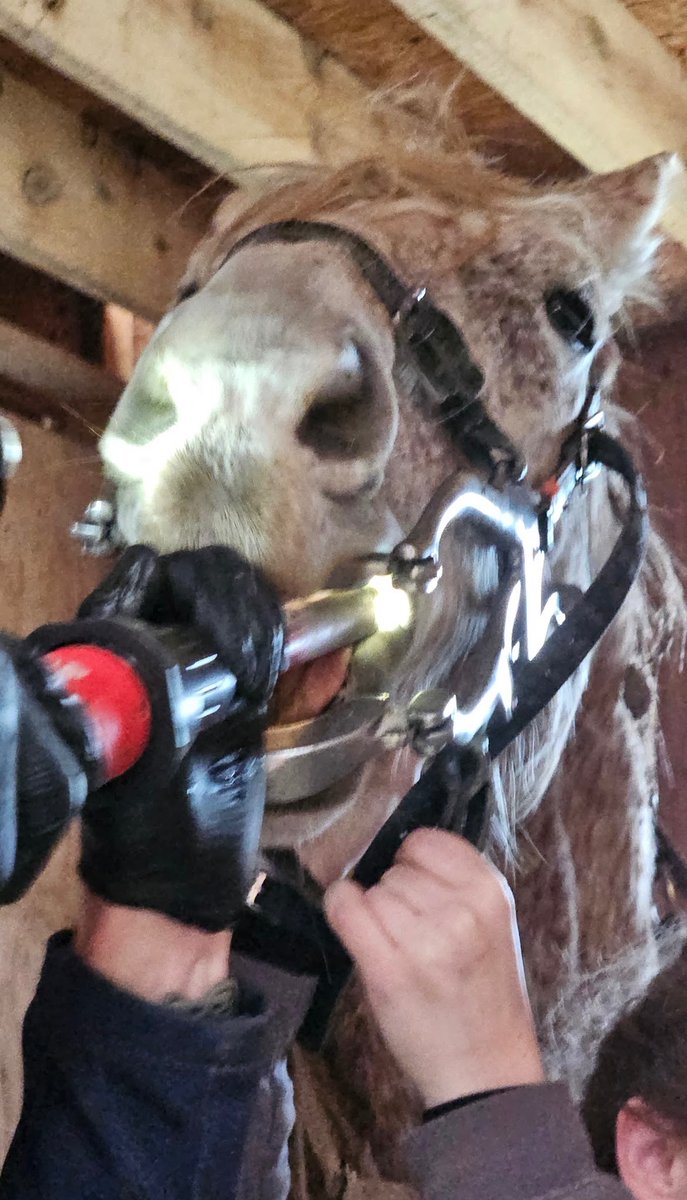 Mane_Characters's tweet photo. Hello friends! We’re reaching out, asking for donations!
Our 14 sanctuary horses need vaccines ($1400), teeth ($150/horse) and our farrier is coming next week! 🤑
If you can, we and our horses would be so grateful!! 😍
Donate link:
https://t.co/RU8nFUEZbp https://t.co/H9BwOm1PE5