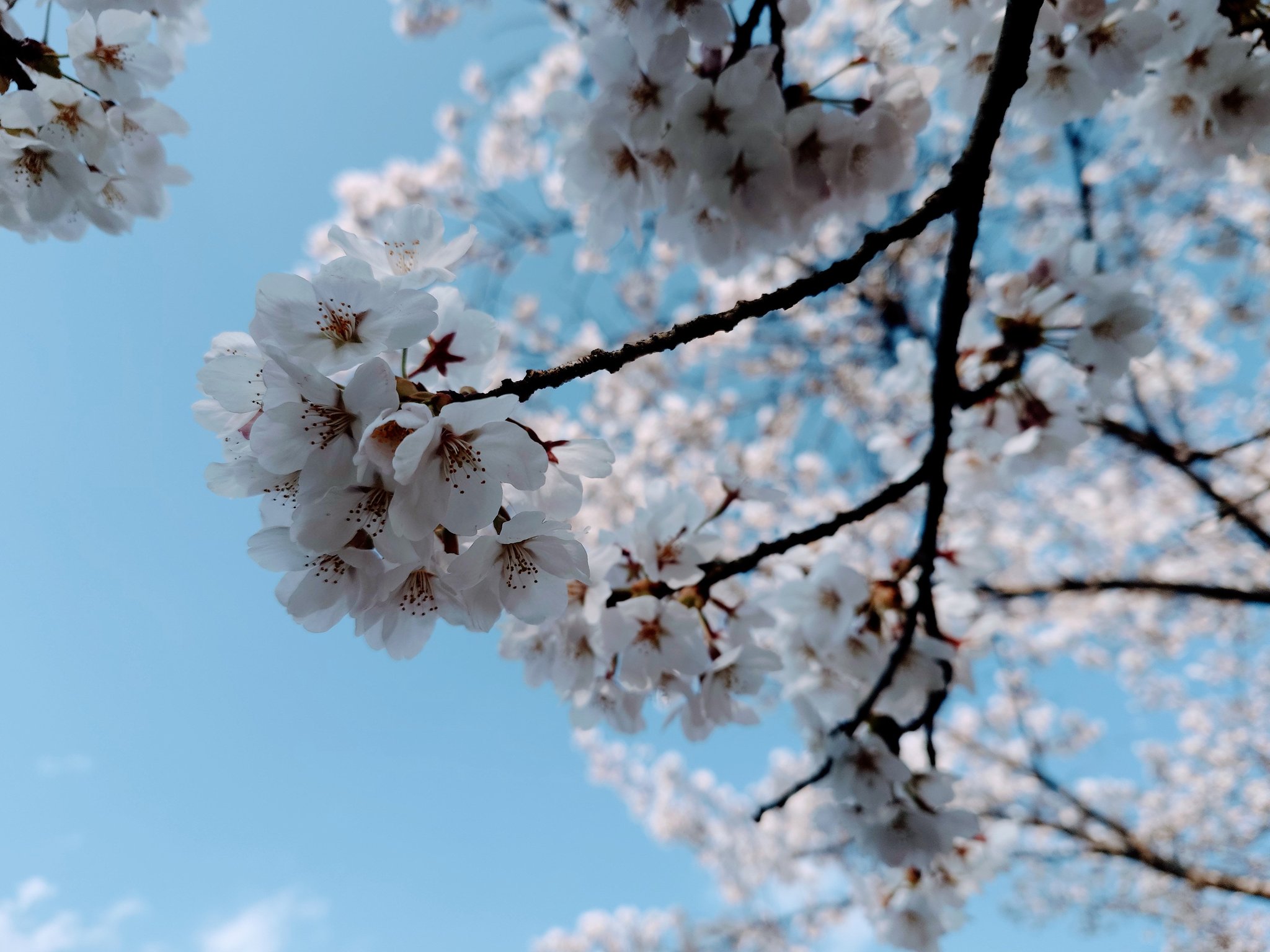 奈月花火様オーダーページ•*¨*•.¸♬︎