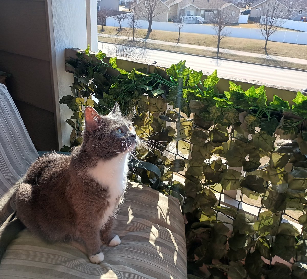 Weemus0417's tweet image. FINALLY having a warm day today - and look who is enjoying a sunny spot!💚🤗💚 #CatsOfTwitterX #CatsOfX #Cats #SeniorCats #Springtime🌼
