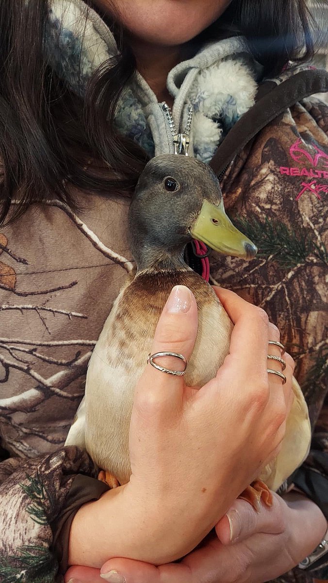 restorfarmstead's tweet photo. Just a girl and her duck, living their best cozy life. 

#ducks #callducks #ducklovers https://t.co/HqrCKzpXXX