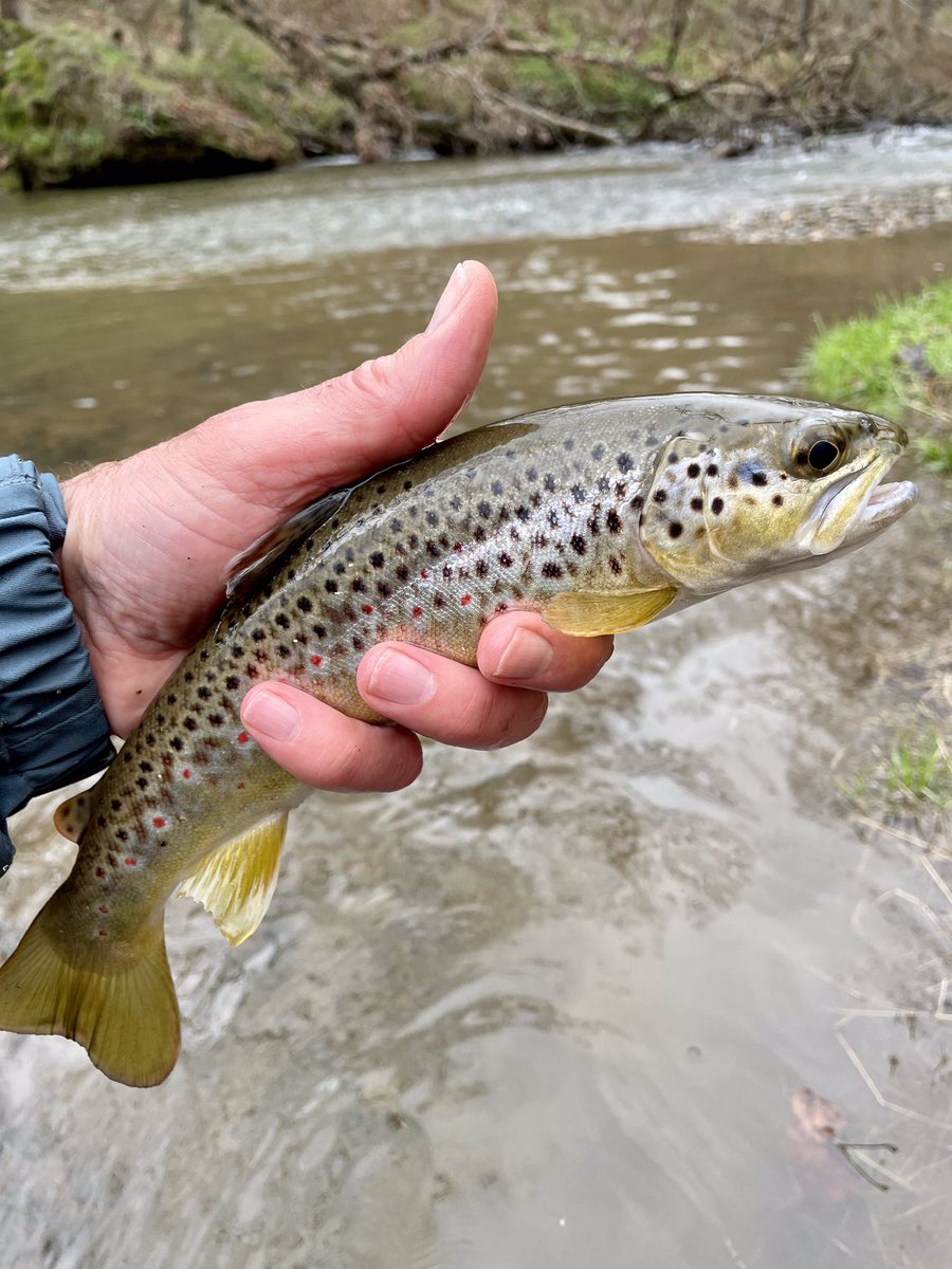 Pheasant tail nymph was working well today. Another chilly and damp spring day in PA. #flyfishing #trout