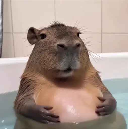 HeyChinito's tweet image. did someone say #mutombo?

4StuLHHsHobhBh4BCNhreFtQ5EvSZHvbAMxJ44JWpump