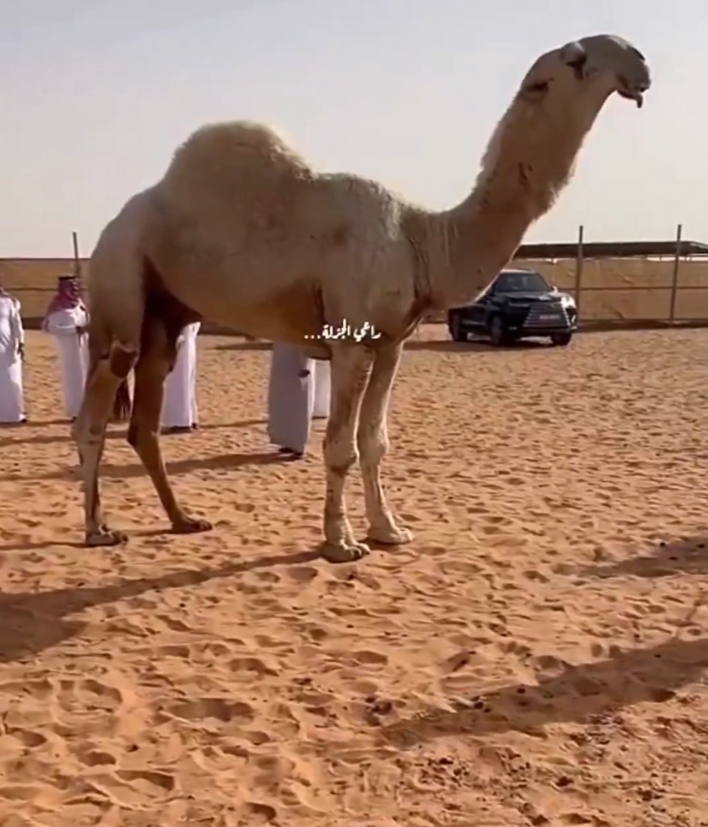 عساس الحدود tweet media