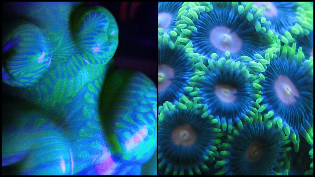 My new Pudgy Tentacle from <a href="/squishy_toys/">Something Squishy Toys (18+)</a> reminds me so much of the ocean, especially under UV

💚💙🤍