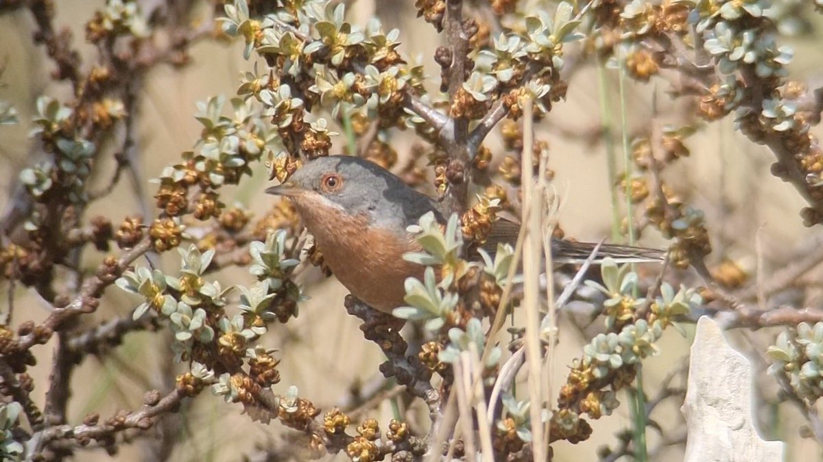 oli_beacock's tweet photo. Some more of today's Western Subalpine Warbler @gibpoint today. Occasionally disappeared into the buckthorn but generally quite cooperative. Informative spread tail clinched too though no doubts about ID! @Lincsbirding https://t.co/nR4q5oQIpo