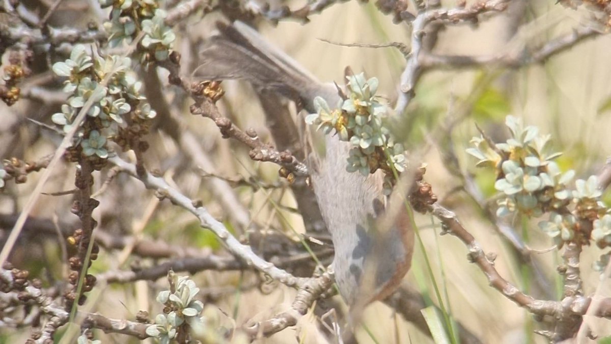 Oli Beacock (@oli_beacock) on Twitter photo Some more of today's Western Subalpine Warbler <a href="/gibpoint/">Gibraltar Point Bird Observatory</a> today. Occasionally disappeared into the buckthorn but generally quite cooperative. Informative spread tail clinched too though no doubts about ID! <a href="/Lincsbirding/">Lincsbirding</a> Some more of today's Western Subalpine Warbler <a href="/gibpoint/">Gibraltar Point Bird Observatory</a> today. Occasionally disappeared into the buckthorn but generally quite cooperative. Informative spread tail clinched too though no doubts about ID! <a href="/Lincsbirding/">Lincsbirding</a>