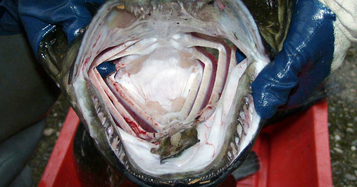 Pitäjänuutisissa 20 vuotta sitten | Tainavedestä naarattiin melkoinen peto. Pertunmaa sai jo kolmannen kansanedustajan, tosin vale-sellaisen ja perunavelli kelpasi koululaisille dlvr.it/TK712w