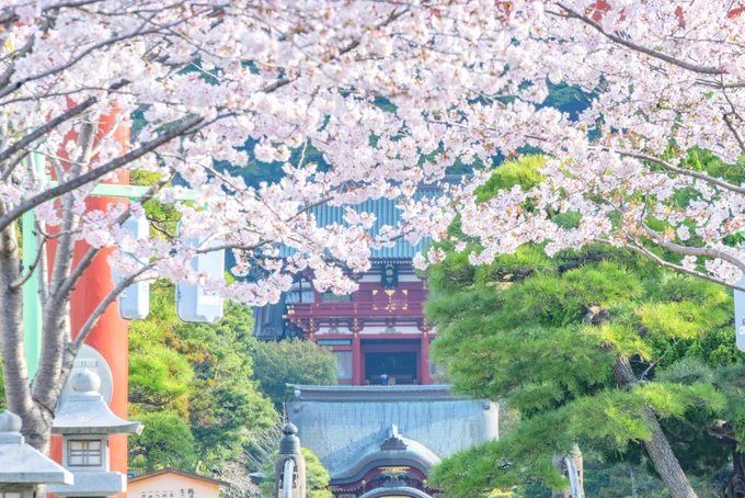 春満開 