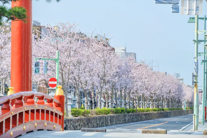 春満開 