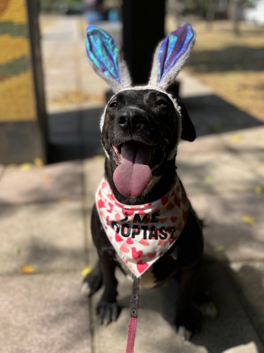HELA_MORE's tweet photo. Buscamos casita para una perrita rescatada que nunca ha sido elegida.

Es hermosa,dulce,cariñosa y muy juguetona.🩵

Nabi lleva casi un año esperando una familia.
¿Te animas a darle una oportunidad?
Estamos en CDMX. https://t.co/iUvdU7A0vh