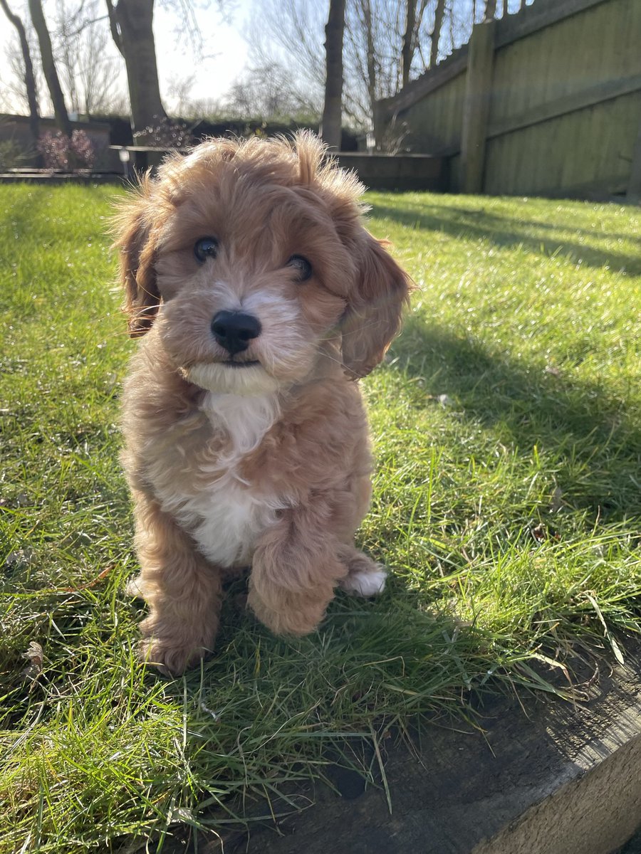 steveeades's tweet photo. @marksandspencer if you want a real life Ralph the Cavapoo, I have an actual Ralph the Cavapoo. https://t.co/JFiV3iYFGs