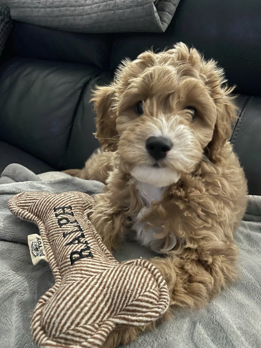 steveeades's tweet photo. @marksandspencer if you want a real life Ralph the Cavapoo, I have an actual Ralph the Cavapoo. https://t.co/JFiV3iYFGs
