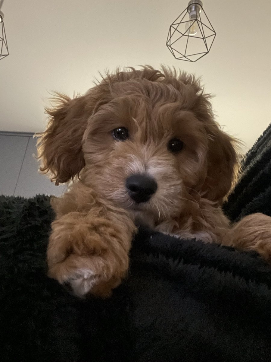 steveeades's tweet photo. @marksandspencer if you want a real life Ralph the Cavapoo, I have an actual Ralph the Cavapoo. https://t.co/JFiV3iYFGs