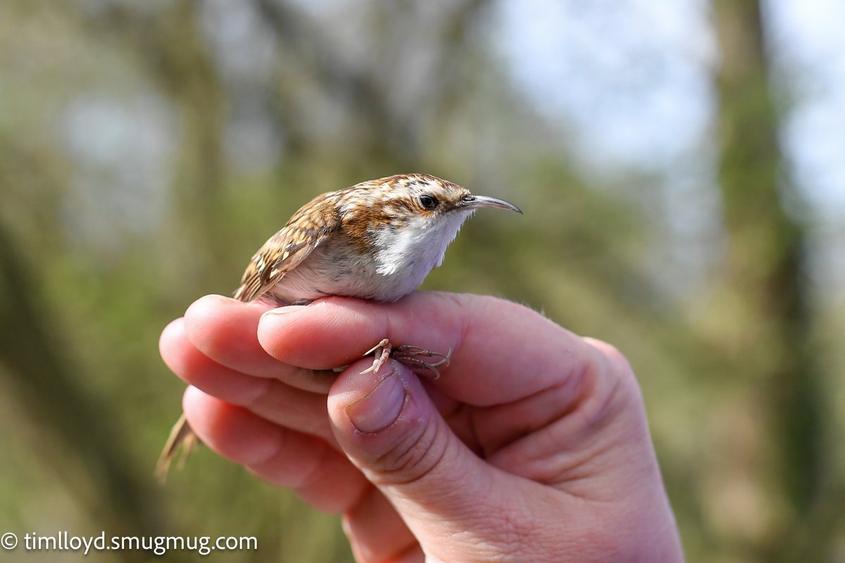 g6ued's tweet photo. We very much enjoyed the bird ringing demo held at @RSPBMiddleton Saturday morning, watching the skills of the ringers and having the privilege of being able to get up so close to some marvellous birds! 

➡️ https://t.co/STepSFEpKn

@Natures_Voice @MercianBirding https://t.co/wK1HGP6c5i