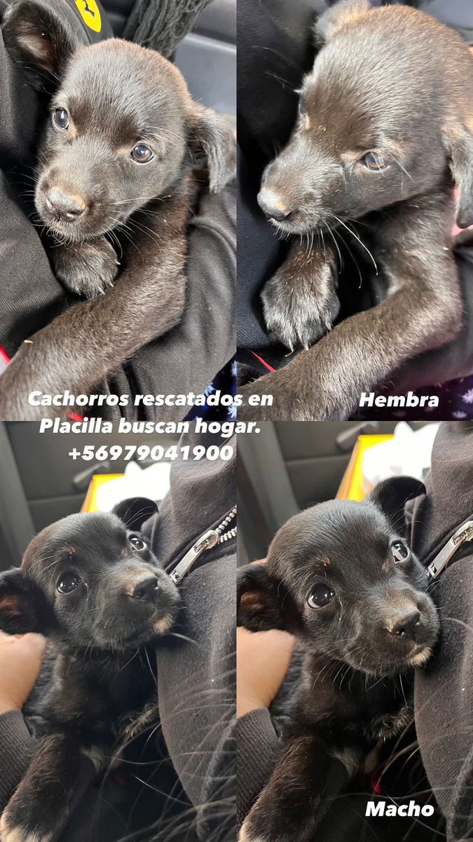 SnoopyRossental's tweet photo. 🔴🆘️🆘️🆘️
Se requieren adoptantes responsables para estos bellos cachorros! Son 3 machos y una hembra. Serán tamaño mediano a grande. 
Se entregarán vacunados y con compromiso de esterilización. 
Difunde porfa! 
Contacto +56979041900
#ViñaDelMar 
#QuintaRegion https://t.co/fL2QyYVNGa
