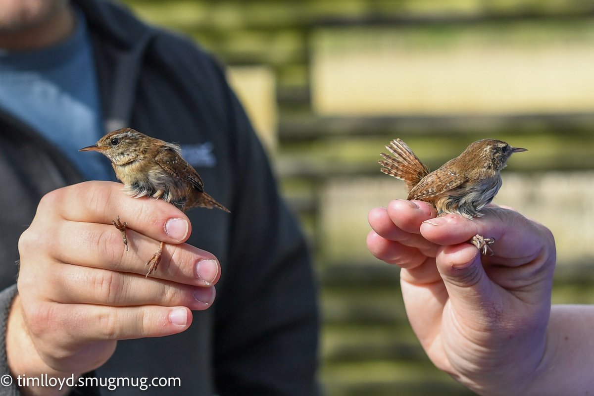 g6ued's tweet photo. We very much enjoyed the bird ringing demo held at @RSPBMiddleton Saturday morning, watching the skills of the ringers and having the privilege of being able to get up so close to some marvellous birds! 

➡️ https://t.co/STepSFEpKn

@Natures_Voice @MercianBirding https://t.co/wK1HGP6c5i