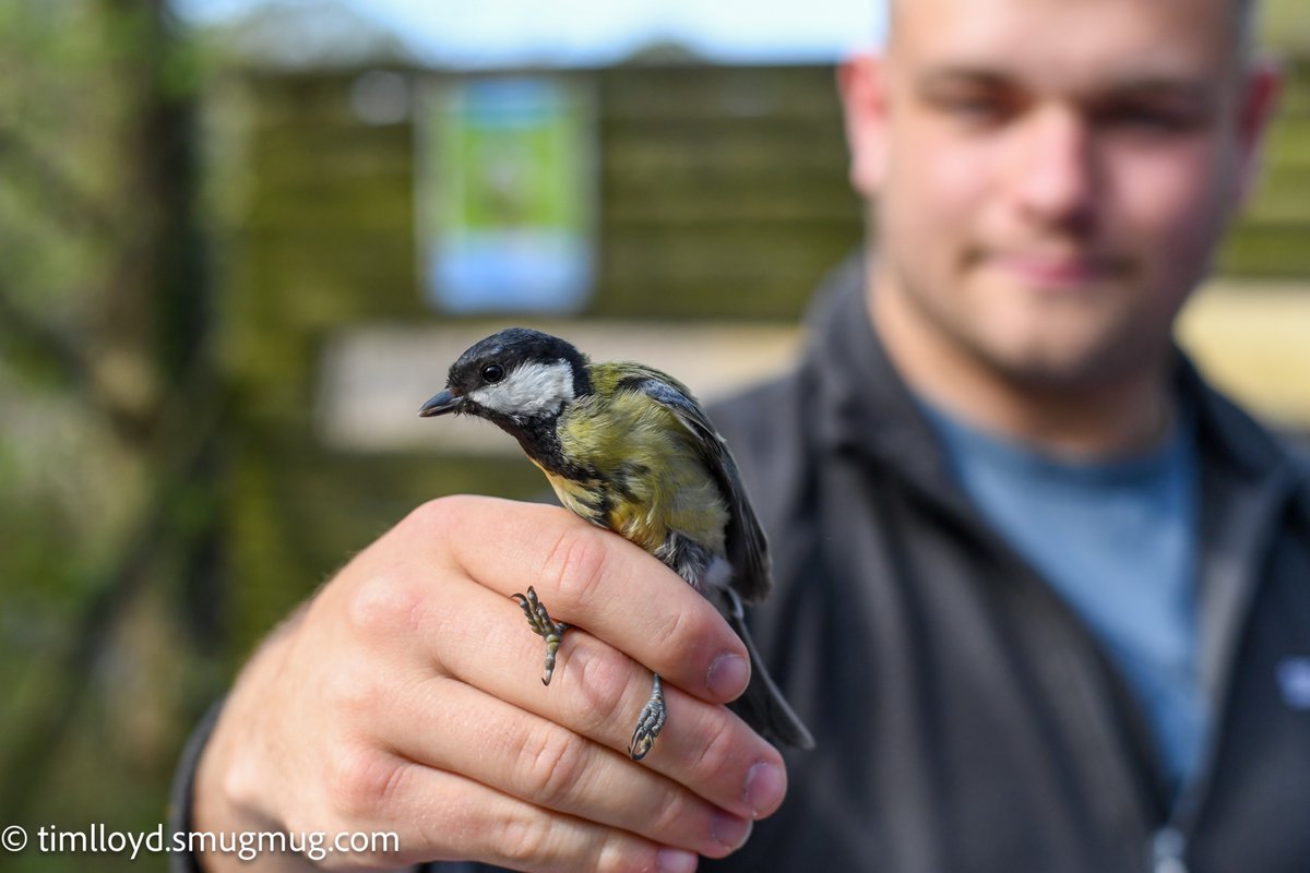 g6ued's tweet photo. We very much enjoyed the bird ringing demo held at @RSPBMiddleton Saturday morning, watching the skills of the ringers and having the privilege of being able to get up so close to some marvellous birds! 

➡️ https://t.co/STepSFEpKn

@Natures_Voice @MercianBirding https://t.co/wK1HGP6c5i
