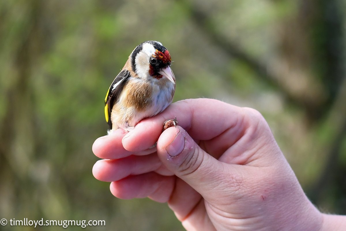 Tim Lloyd (@g6ued) on Twitter photo We very much enjoyed the bird ringing demo held at <a href="/RSPBMiddleton/">RSPB Middleton Lakes</a> Saturday morning, watching the skills of the ringers and having the privilege of being able to get up so close to some marvellous birds!
➡️ timlloyd.smugmug.com/Birds/British-…
<a href="/Natures_Voice/">RSPB</a> <a href="/MercianBirding/">Mercian Birding</a> We very much enjoyed the bird ringing demo held at <a href="/RSPBMiddleton/">RSPB Middleton Lakes</a> Saturday morning, watching the skills of the ringers and having the privilege of being able to get up so close to some marvellous birds!
➡️ timlloyd.smugmug.com/Birds/British-…
<a href="/Natures_Voice/">RSPB</a> <a href="/MercianBirding/">Mercian Birding</a>