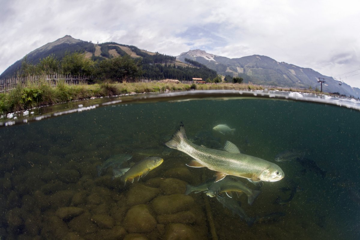 Ce lac des Pyrénées était naturellement sans poissons… Jusqu’à une étonnante découverte millénaire
➡️ l.geo.fr/Yl3