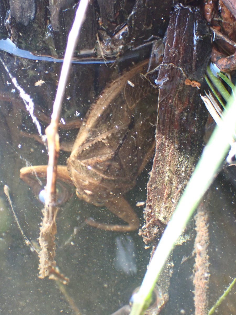 【水中のハンター・タガメ】

食べもの➤魚など
生息地➤抽水植物のある水辺

魚などを前脚で捕らえ、口を突き刺して体液を溶かしてすする、日本最大の水生カメムシ！水面に飛び出た水草などに卵を産むよ。
タガメに食われた獲物、マジでデカイ穴空くのでビビります。
#ビオトープつくろう  
#タガメ