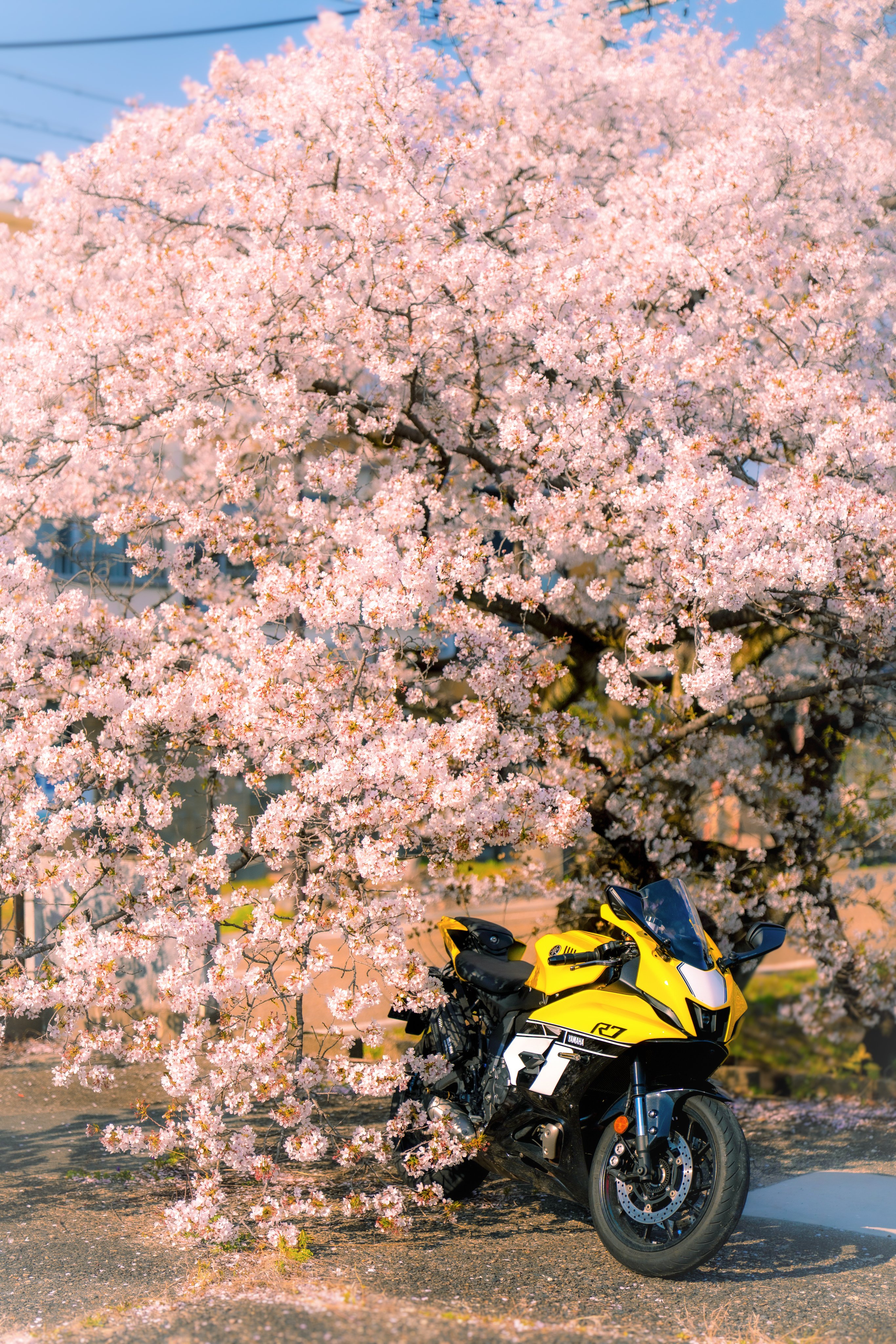 ともやん@ZX-6R (@sudachi_zx636) / X ともやん@ZX-6R (@sudachi_zx636) / X